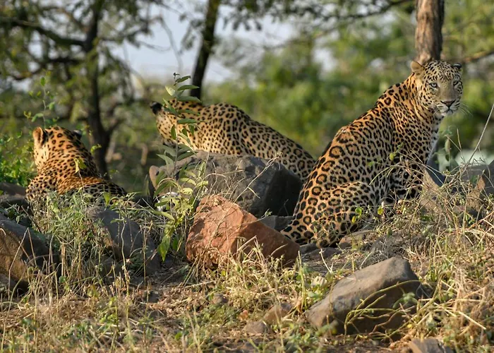 The Postcard Gir Wildlife Sanctuary