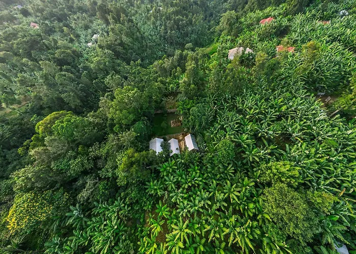 Banana Farm Eco