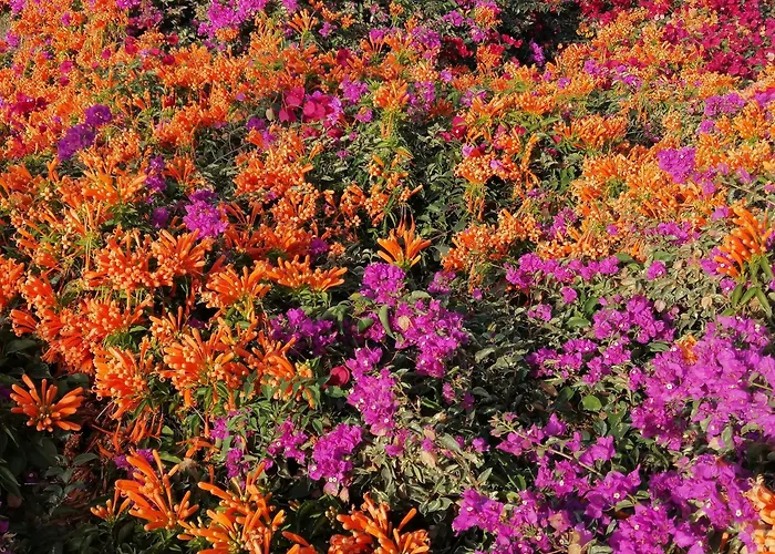 Palma Madeira Wandern Und Tauchen